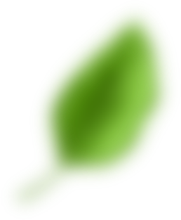 Bottom-Leaf